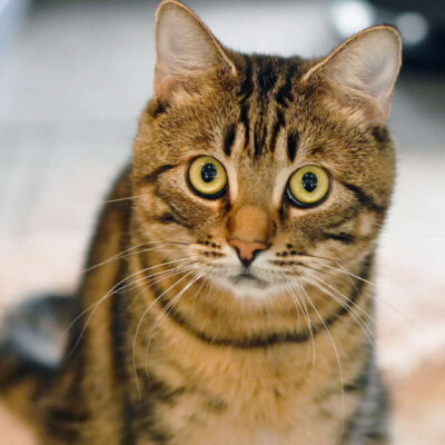 Neuzugang Tierheim Berlin