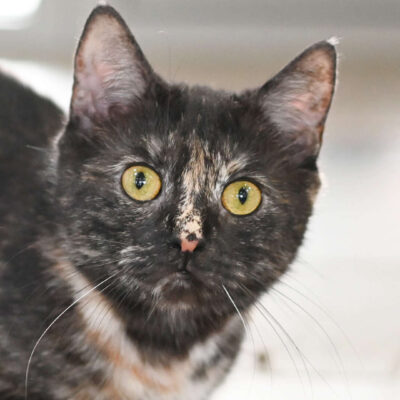 Neuzugang Tierheim Berlin