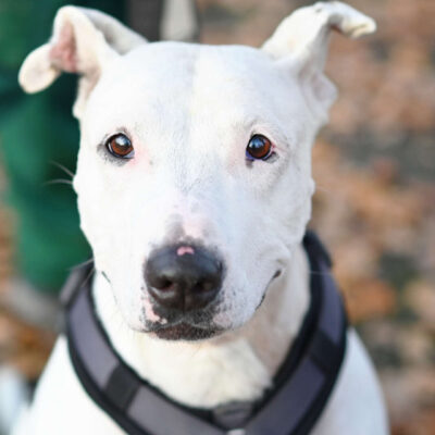 Neuzugang Tierheim Berlin