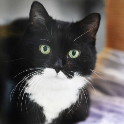 Neuzugang Tierheim Berlin