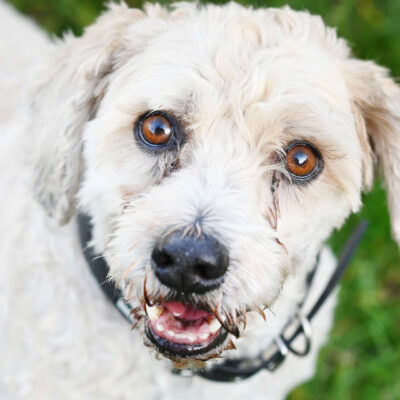 Neuzugang Tierheim Berlin