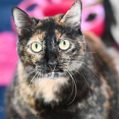 Neuzugang Tierheim Berlin