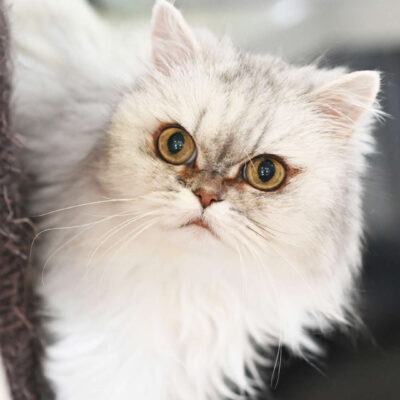 Neuzugang Tierheim Berlin