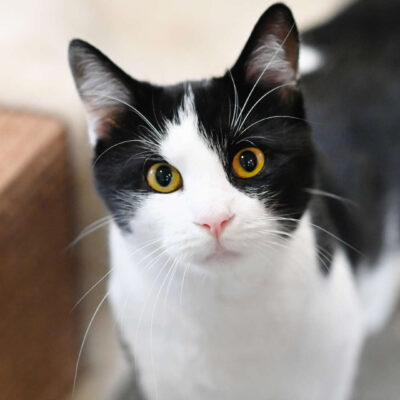 Neuzugang Tierheim Berlin