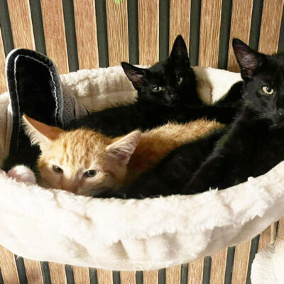 Neuzugang Tierheim Berlin