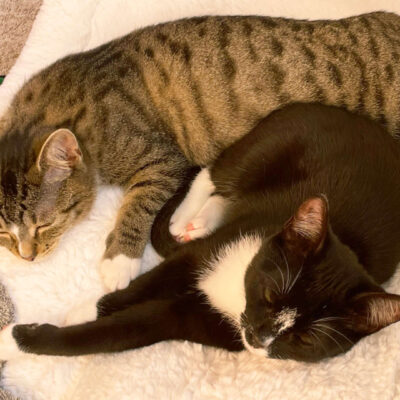 Neuzugang Tierheim Berlin