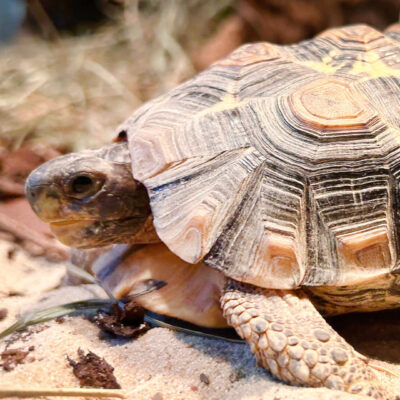 Neuzugang Tierheim Berlin