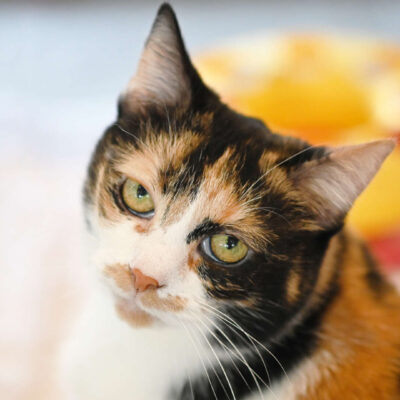 Neuzugang Tierheim Berlin