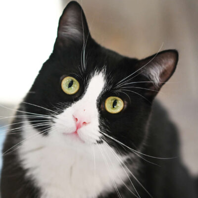 Neuzugang Tierheim Berlin