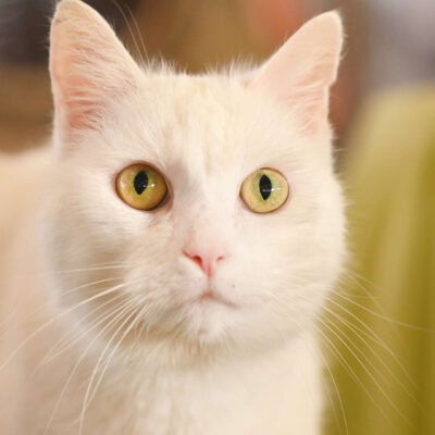 Neuzugang Tierheim Berlin