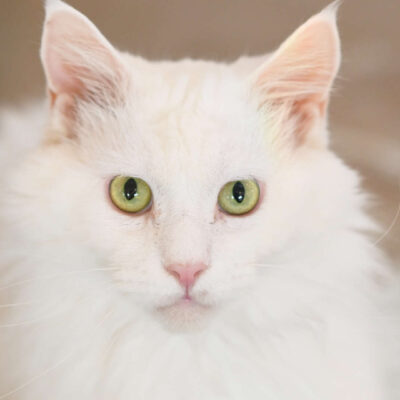 Neuzugang Tierheim Berlin