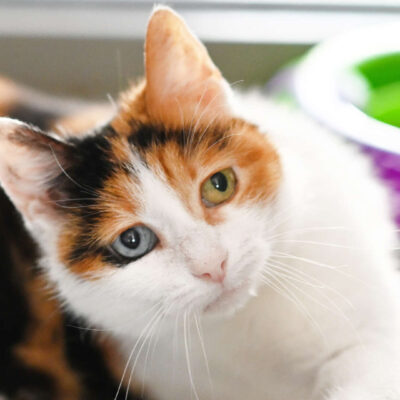 Neuzugang Tierheim Berlin