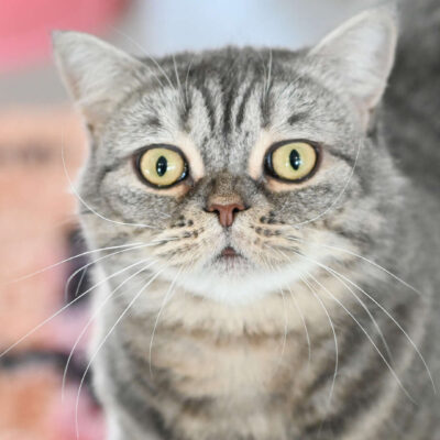 Neuzugang Tierheim Berlin