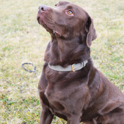 Schoko — Labrador-retriever