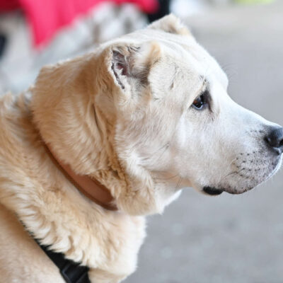 Baschka — Alabai-mix