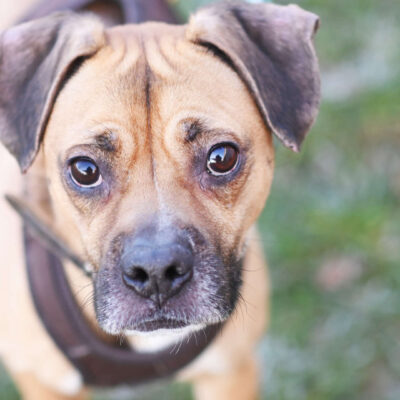 Neuzugang Tierheim Berlin