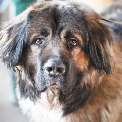 Neuzugang Tierheim Berlin