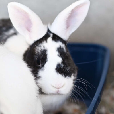 Neuzugang Tierheim Berlin