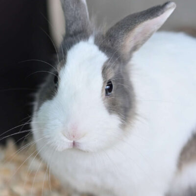 Neuzugang Tierheim Berlin