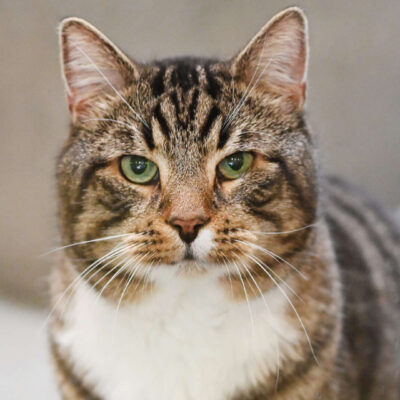 Neuzugang Tierheim Berlin