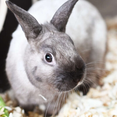 Neuzugang Tierheim Berlin