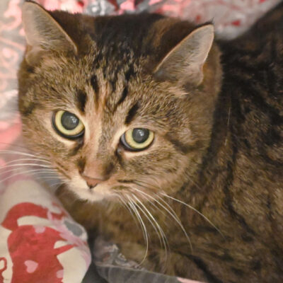 Neuzugang Tierheim Berlin