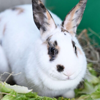 Neuzugang Tierheim Berlin