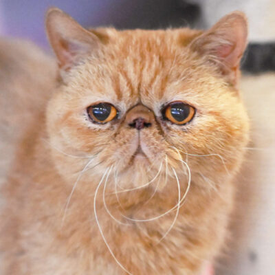 Neuzugang Tierheim Berlin