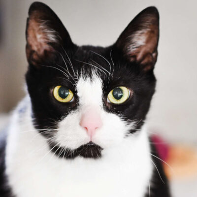 Neuzugang Tierheim Berlin