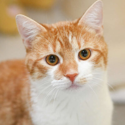 Neuzugang Tierheim Berlin