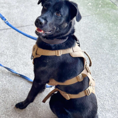 Rex — Labrador-mix