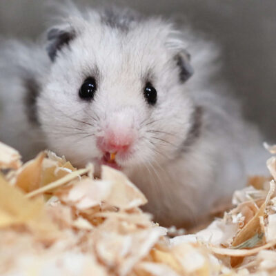 Neuzugang Tierheim Berlin