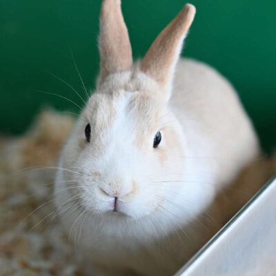 Neuzugang Tierheim Berlin