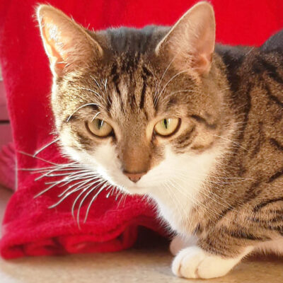 Neuzugang Tierheim Berlin