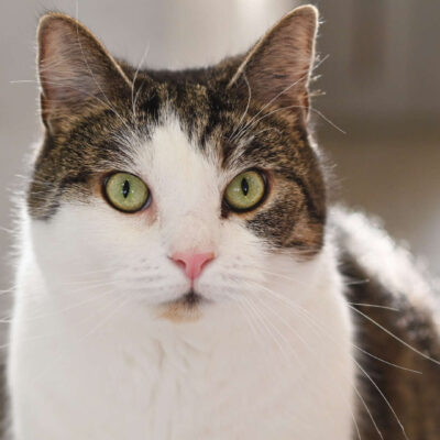 Neuzugang Tierheim Berlin