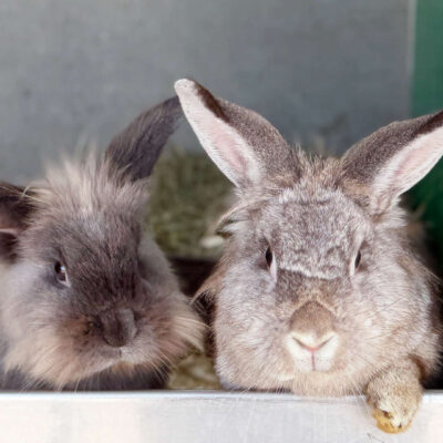Neuzugang Tierheim Berlin