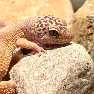 Neuzugang Tierheim Berlin