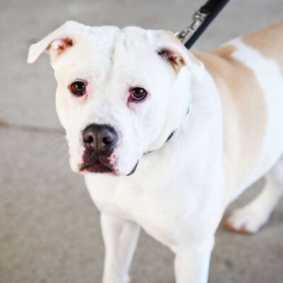 Bruce — Staffordshire Terrier Mix