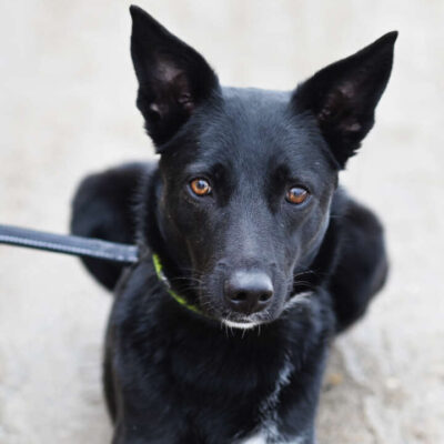Dornröschen — Terrier-mix