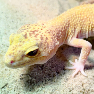 Neuzugang Tierheim Berlin