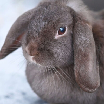 Neuzugang Tierheim Berlin