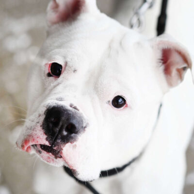 Neuzugang Tierheim Berlin