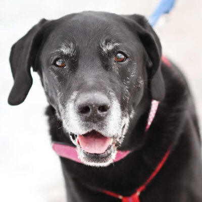 Isak — Labrador-retriever