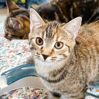 Neuzugang Tierheim Berlin