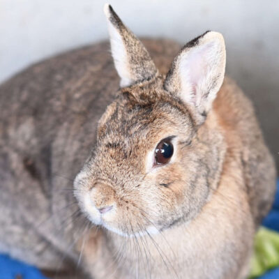 Neuzugang Tierheim Berlin