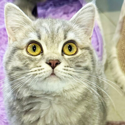 Neuzugang Tierheim Berlin