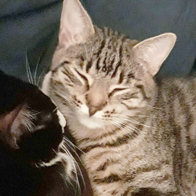 Neuzugang Tierheim Berlin