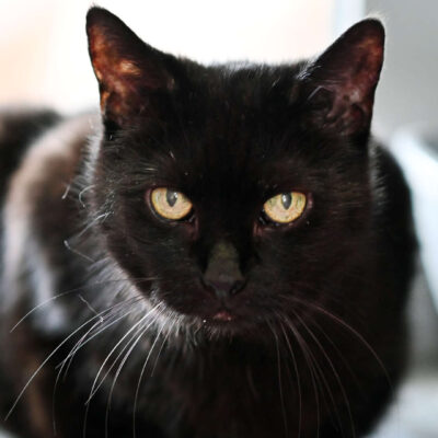 Neuzugang Tierheim Berlin