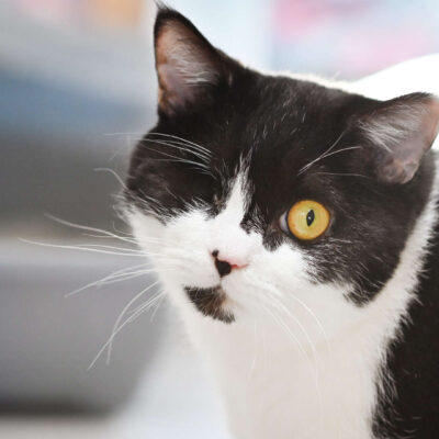 Neuzugang Tierheim Berlin