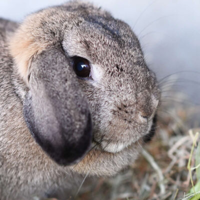 Neuzugang Tierheim Berlin